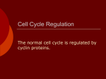 Cell Cycle Regulation