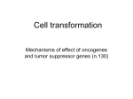 Cell transformation