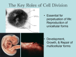 Cell Division