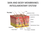 skin and body membranes integumentary system