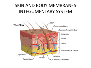 skin and body membranes integumentary system