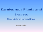 Carnivorous Plants and Insects