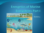 Energetics of Marine Ecosystems Part I