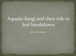 Aquatic Fungi & Leaf Breakdown