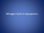 Nitrogen Cycle in Aquaponics