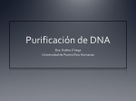 Purificacion DNA