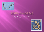 Roundworms