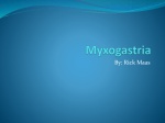Myxogastria