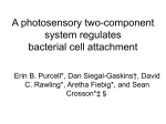 A photosensory two-component system regulates