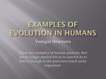 Vestigial Structures in Humans