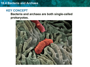 18.4 Bacteria and Archaea