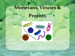 Monerans, Viruses & Protists