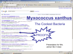 Myxococcus xanthus - sohs