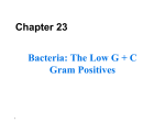 Bacteria – Low GC Gram Positive