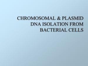 Lab 6 DNA ISOLN