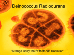 Deinococcus Radiodurans - sohs
