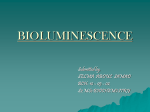 BIOLUMINESCENCE - The language of Biochemistry