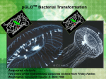 pGLO TM Bacterial Transformation