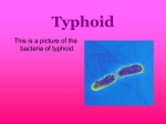 Typhoid - | Search Results | eduBuzz.org Learning Network