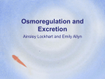 Osmoregulation and Excretion