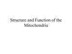 Structure and Function of the Mitochondria - Room N