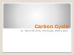 Carbon Cycle - EDHSGreenSea.net