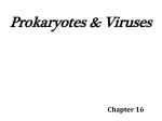 Prokaryotes & Viruses - Ramsey Public School District