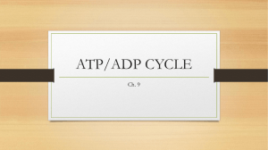 ATP/ADP CYCLE