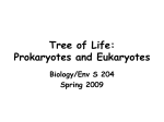 Tree of Life: Prokaryotes and Eukaryotes