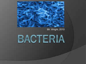 Bacteria - Home - Mr. Wright's Class Website