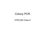 Colony PCR - University of Illinois Crop Sciences
