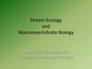 Macroinvertebrates as a Gauge of Stream Quality