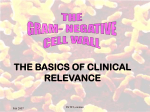 GRAM NEGATIVE BACILLI - University of the Witwatersrand