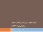 Autonomous linear DNA clock