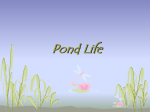 Pond Life - Eden Central School District / Home Page