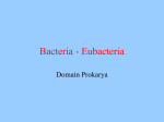 Bacteria - Eubacteria