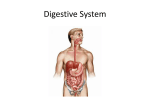 Digestive System A. Food must be broken down into