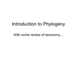 Introduction to Phylogeny