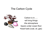 The Carbon Cycle - Gallaudet University