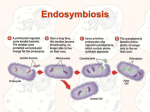 Endosymbiosis - Welcome to Cherokee High School