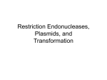 Restriction Endonucleases and Plasmids