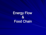 Energy Flow in the Environment
