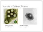 Viruses – Cellular Pirates