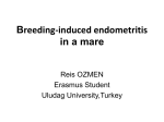 Breeding-induced endometritis(cause & treatment options)