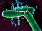 ANTHRAX - PBworks