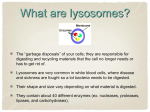 Lysosomes - Lincoln-Sudbury Regional High School