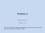 Protists 2 - Think. Biologically