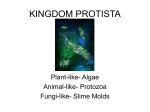 KINGDOM PROTISTA