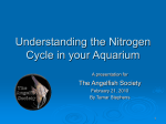 The Nitrogen Cycle and why you should know about it.