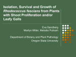 Isolation, Survival and Growth of Rhodococcus facians from plants